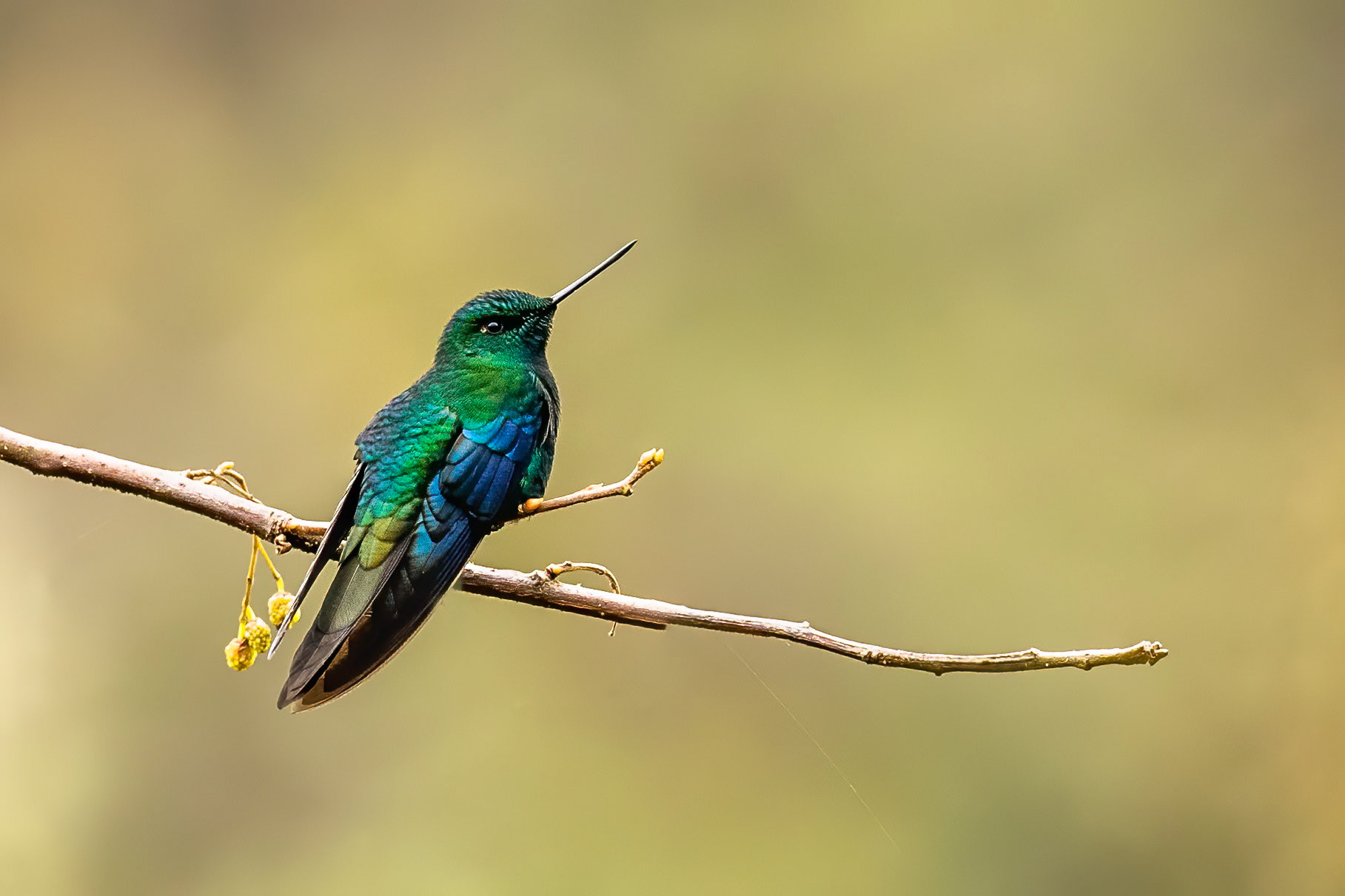Great saphirewing, Terminales del Ruiz, Colombia