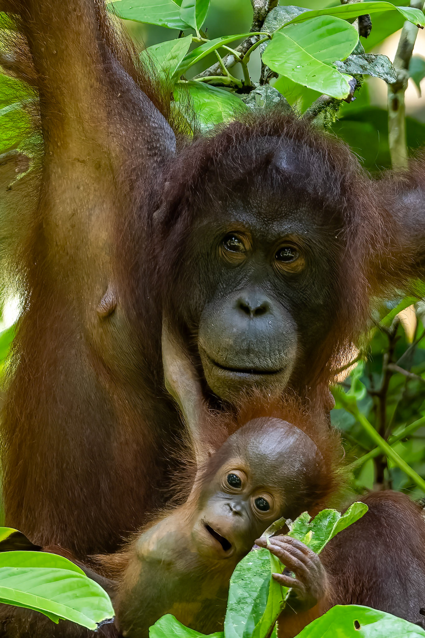 Orangutan, Sepilok, Borneo
