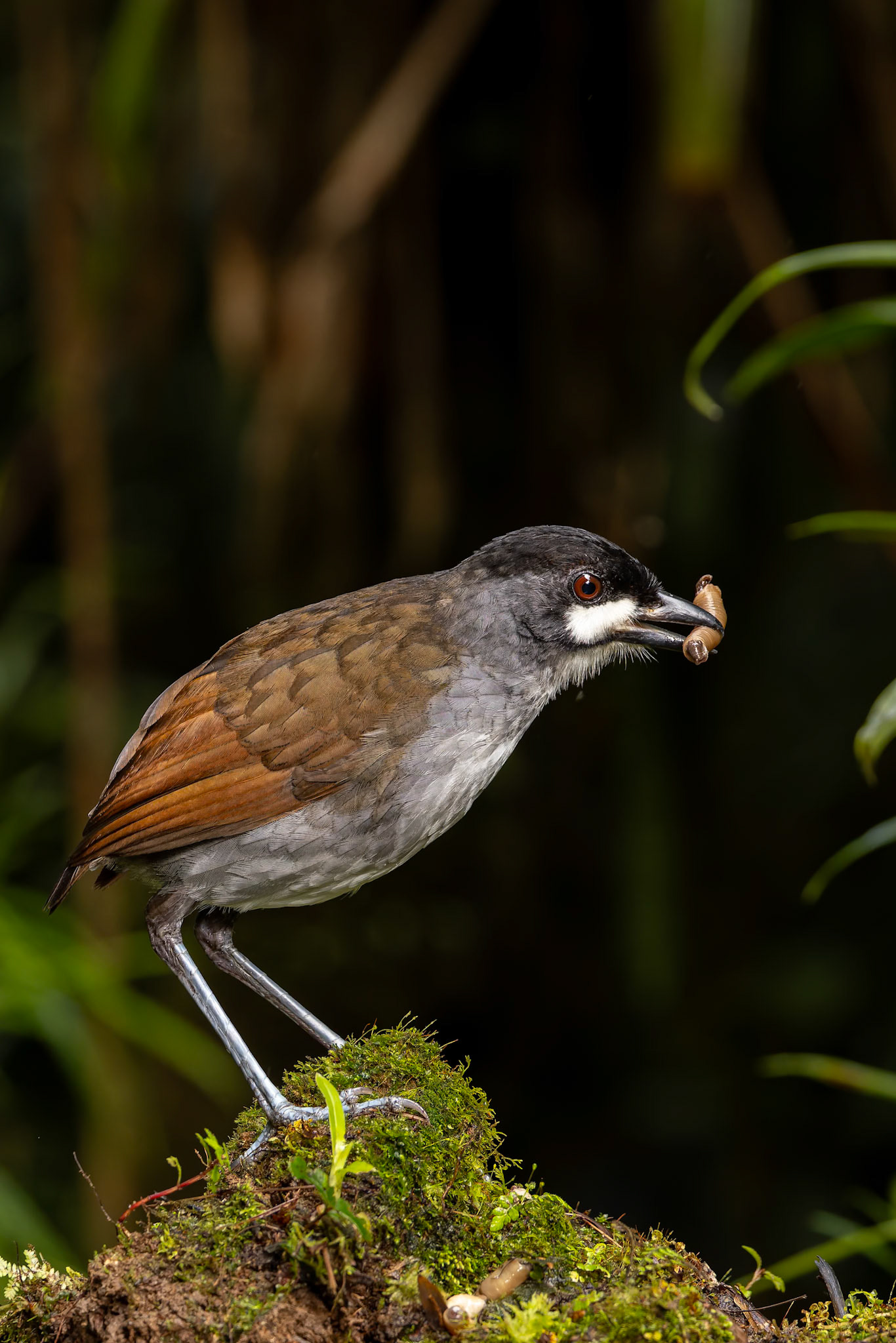 Jocotoco antpitta, Casa Simpson Lodge, Tapilchalaca, Ecuador