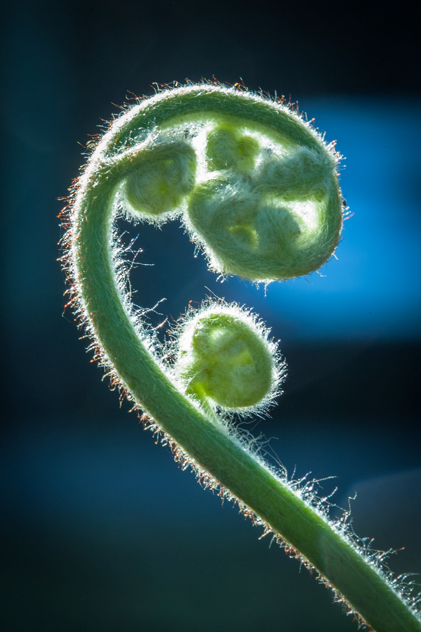 Lamington National Park, Queensland