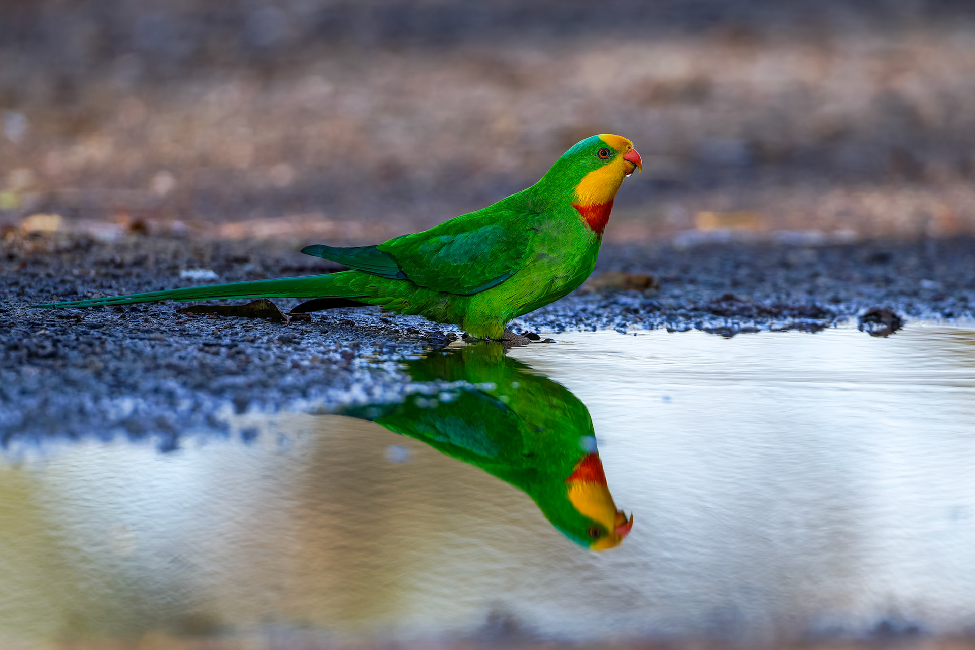 Superb parrot, Wilbriggie Riverena, Griffith, NSW, Australia