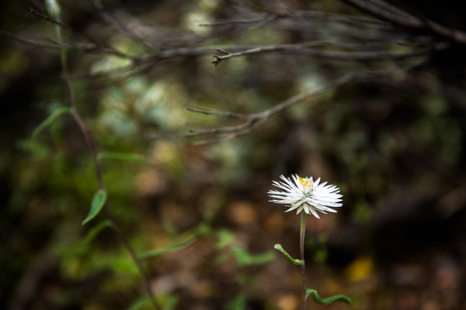 Tuesday am - Darby Saddle via Sparkes Lookout and Lookout Rocks to Tongue Point; and then on to Darby River for lunch.Tuesday pm - Lilly Pilly Gully carpark up to Tidal Overlook and on to Pillar Point then via Squeaky Beach and Picnic Beach to Picnic Beach carpark.