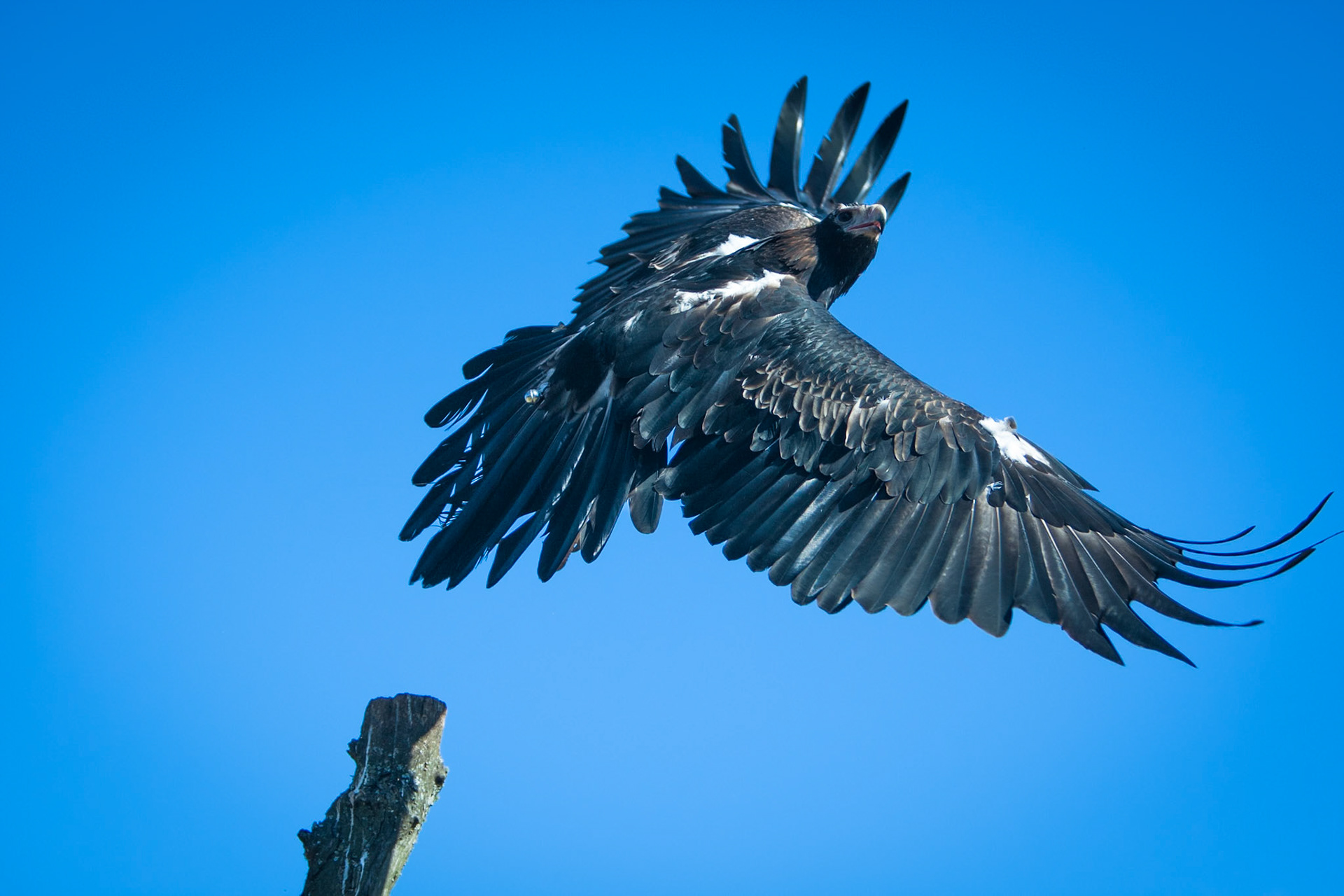 Lamington National Park, Queensland