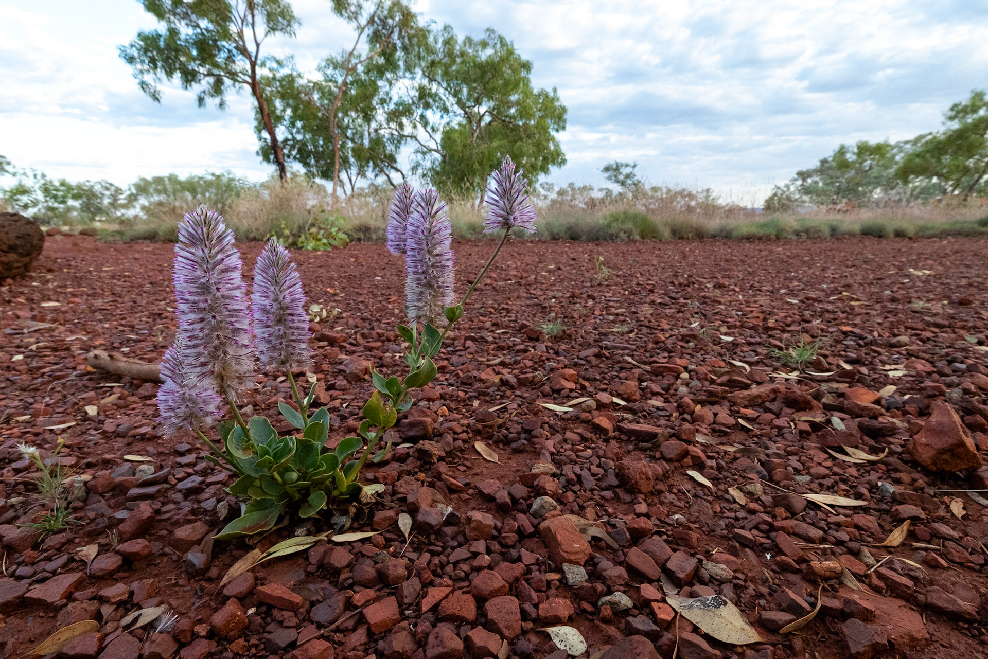 Karijini National Park, Western Australia