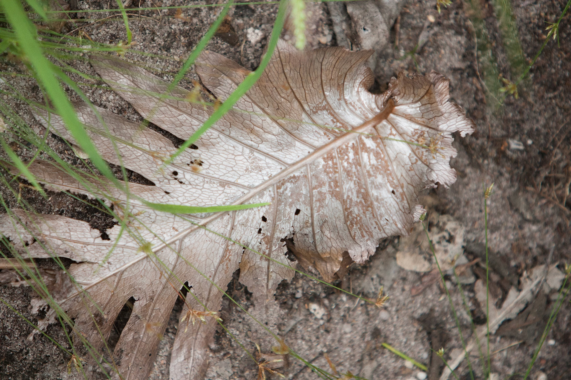 Silver leaf, Mount Borradale, Arnhemland, Northern Territory