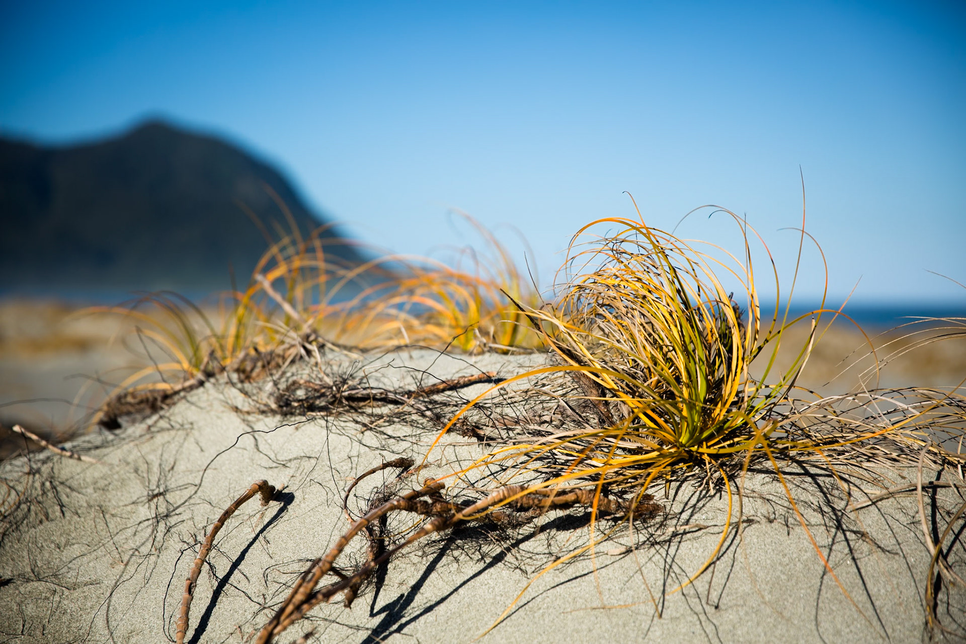 Hollyford Track, Martin's Bay, New Zealand