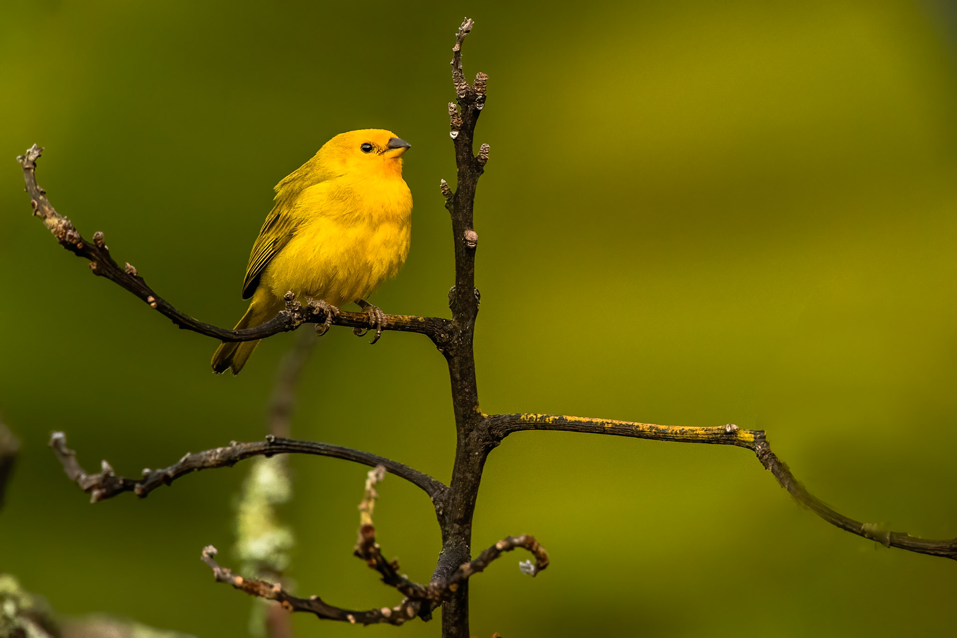 Saffron finch, Jardin, Colombia