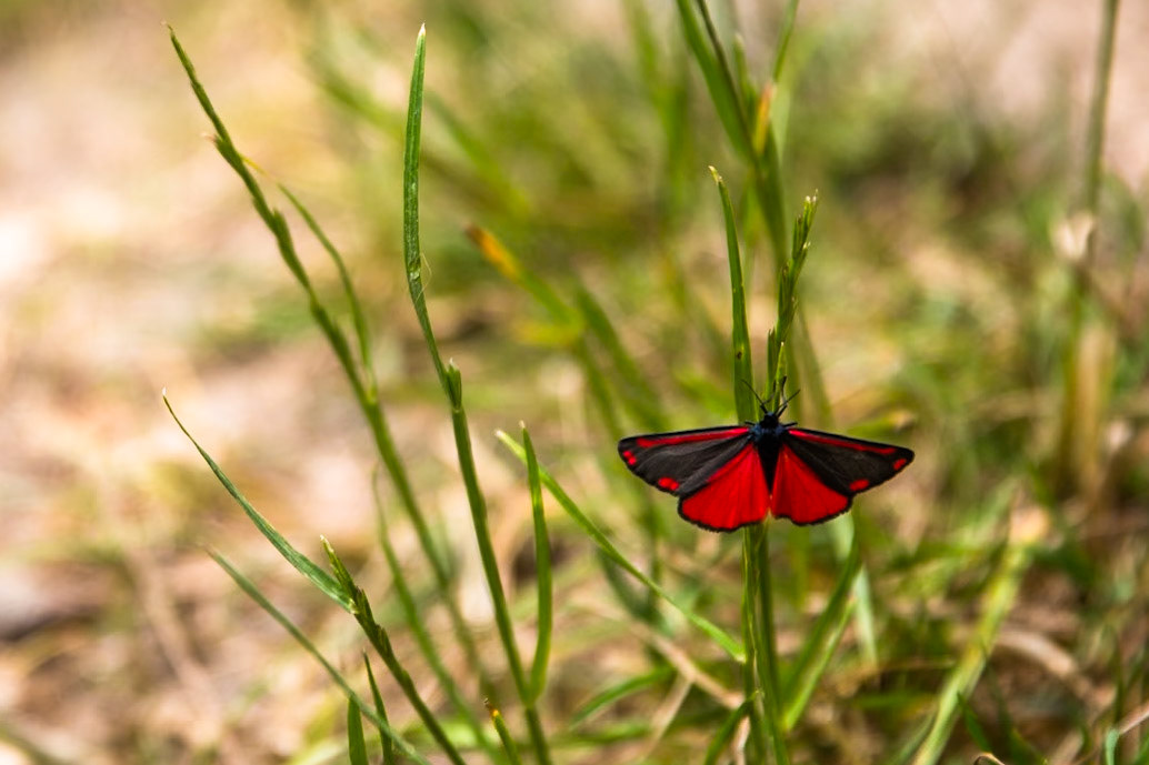 Cinnabar moth Marlborough Sound, New Zealand