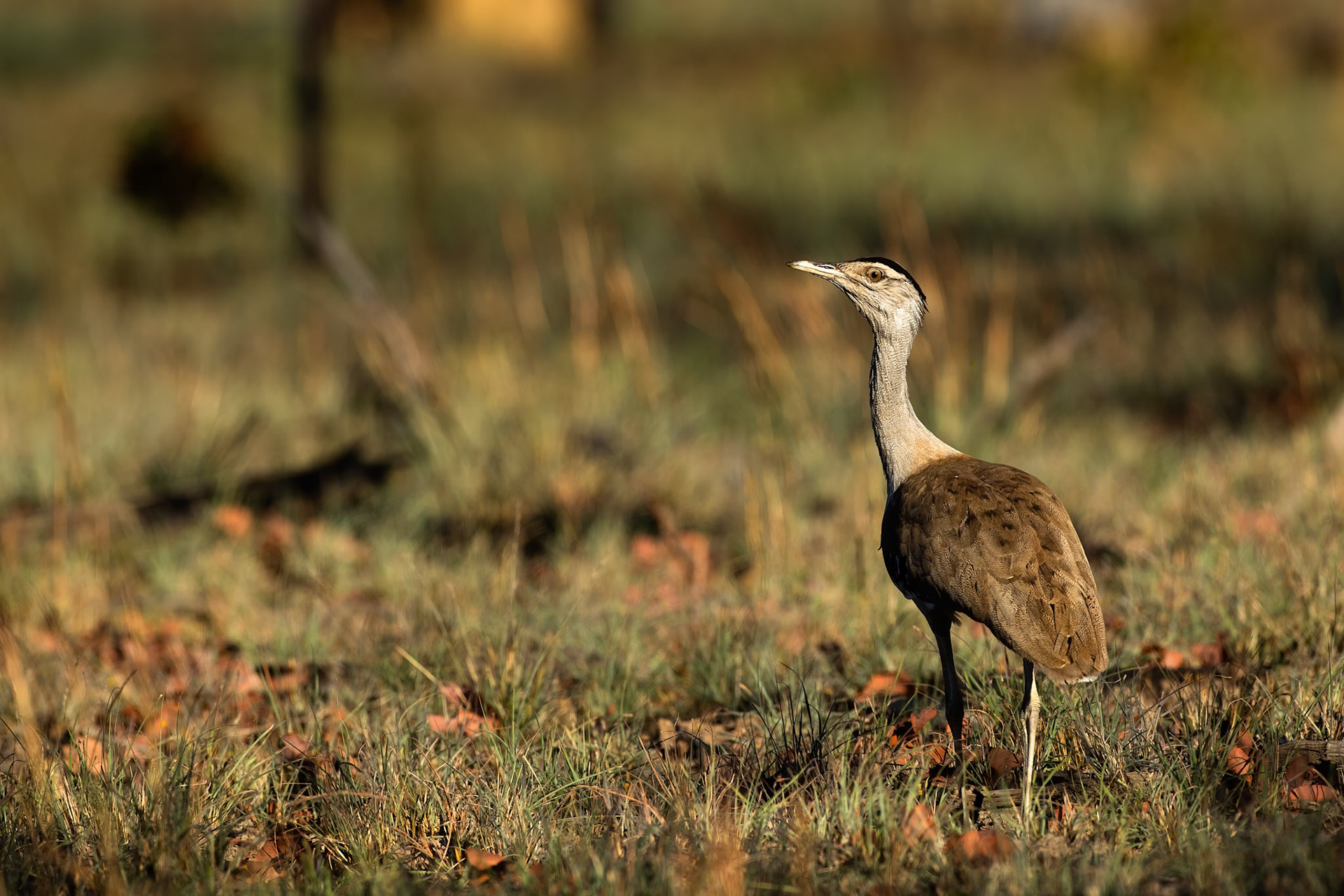 Australian bustard, Pine Creek, Northern Territory, Australia