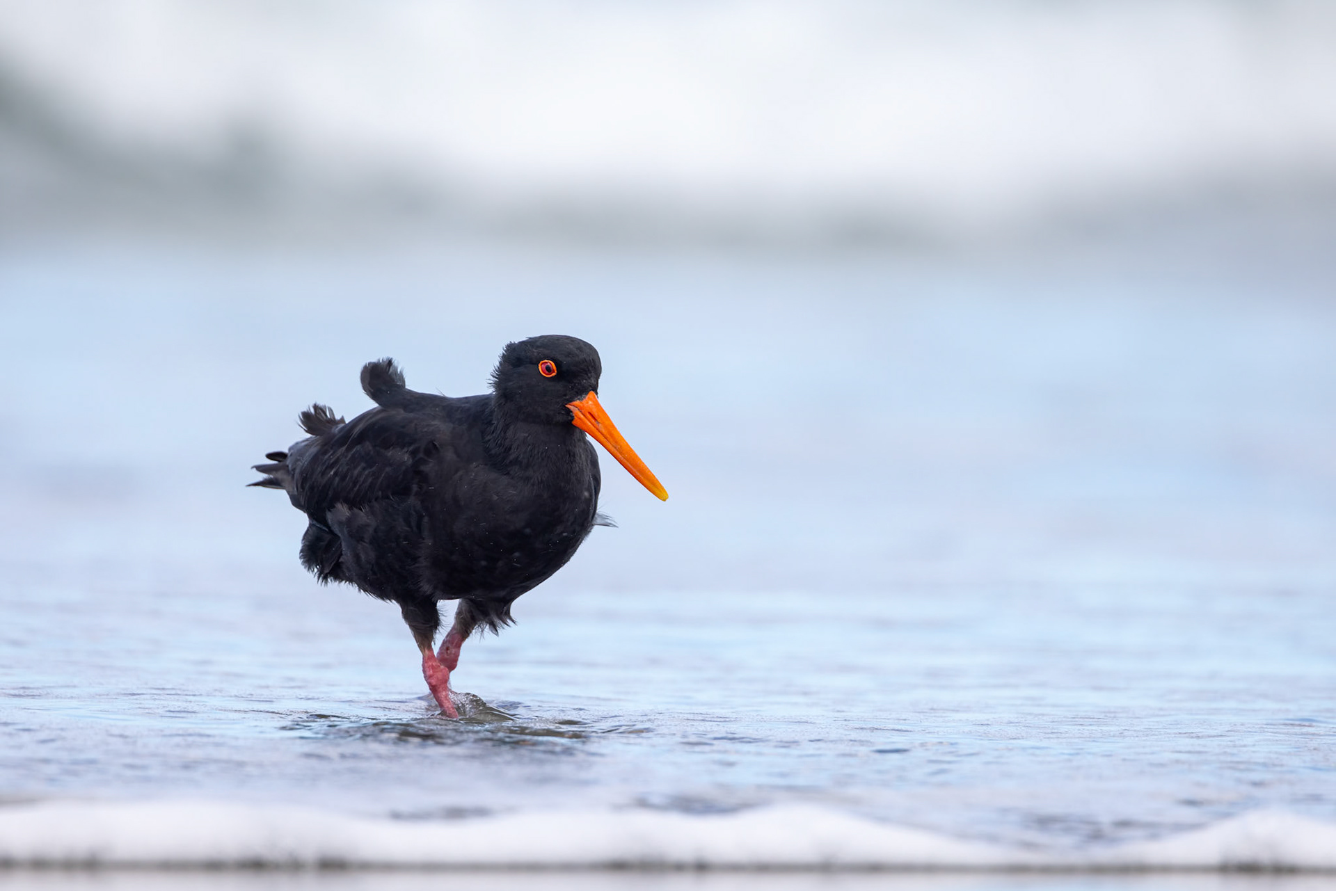 Variable oystercatcher, Dunedin, New Zealand