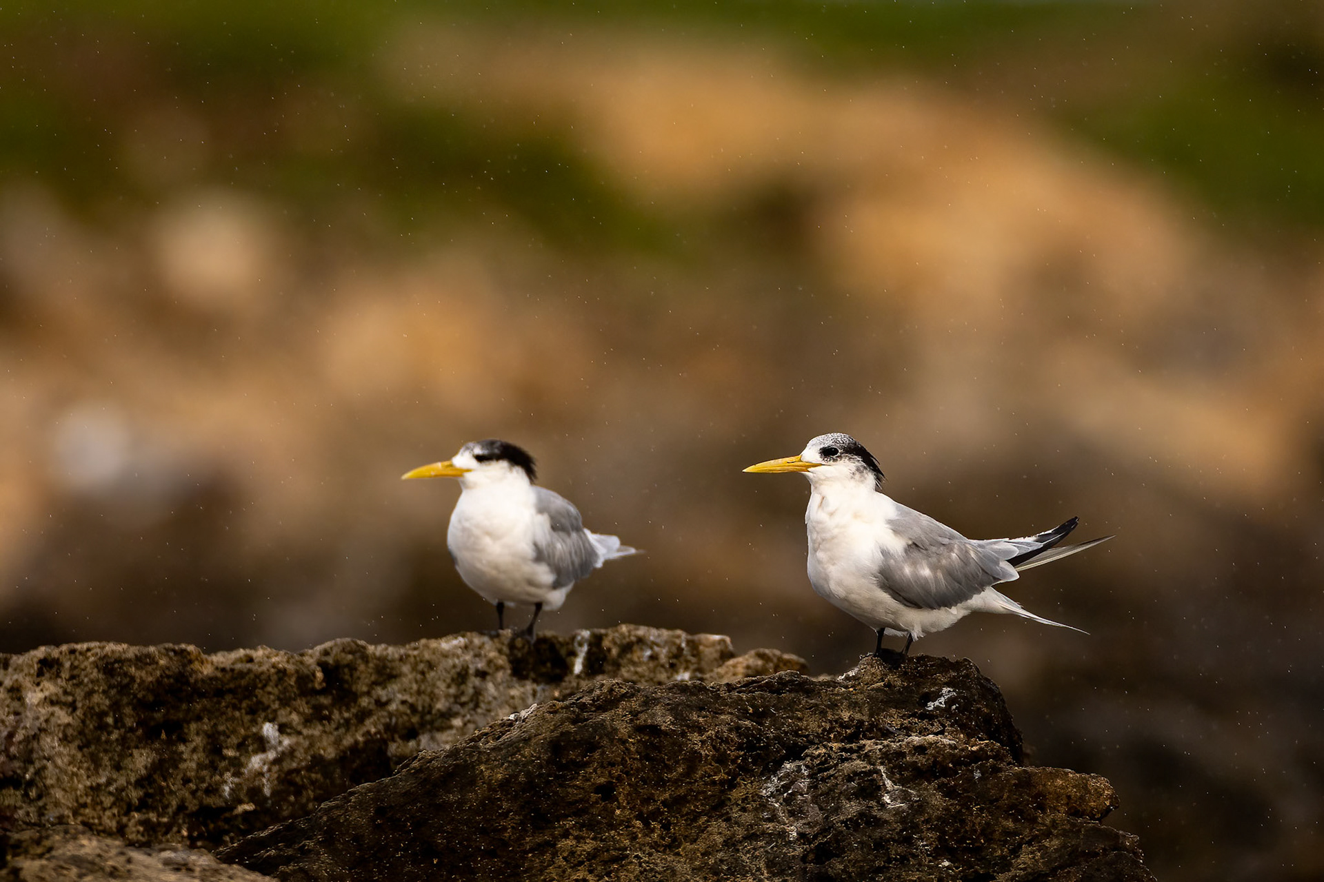 Great crested tern, Perth, West Australia