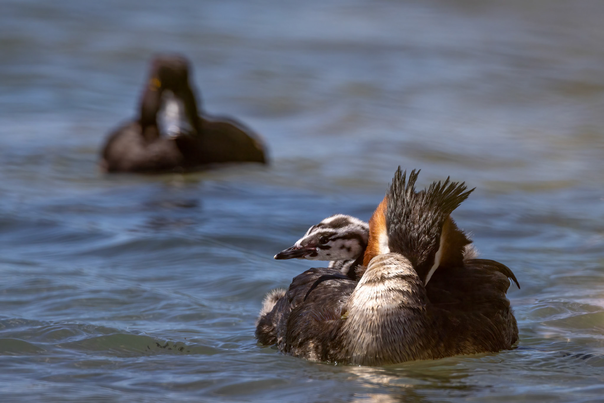 Great crested grebe, Twizel, New Zealand