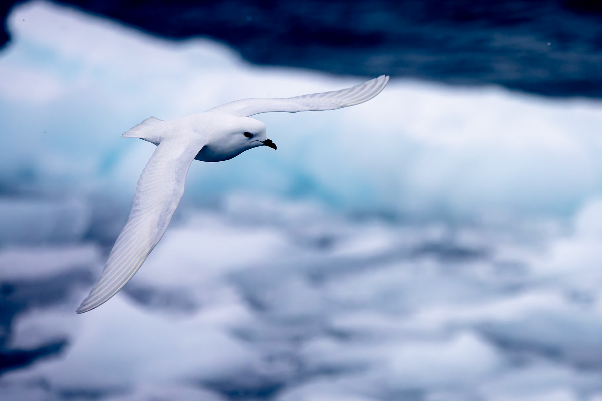 Snowy petrel, Danko Island, Antarctica