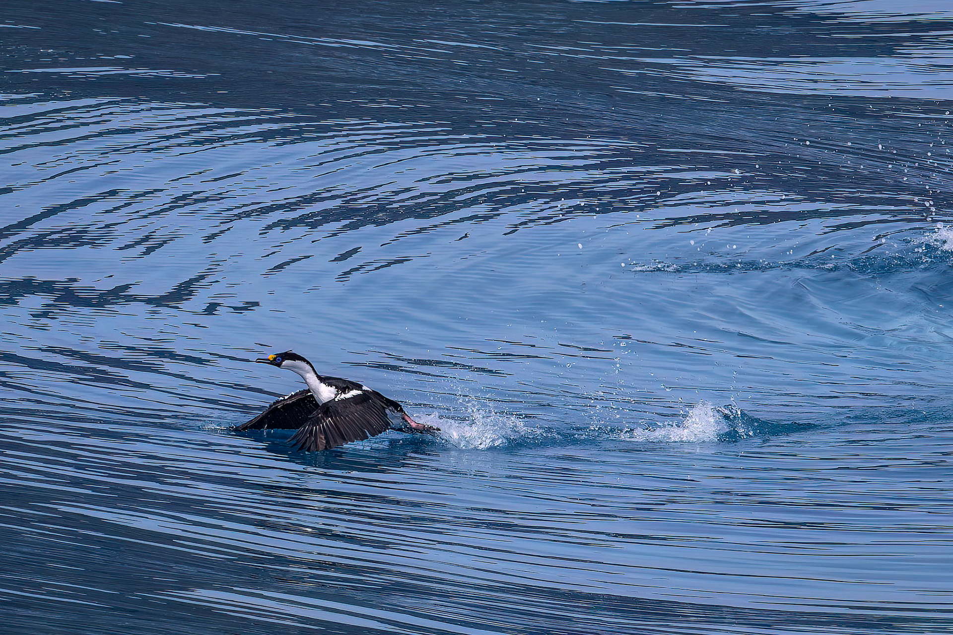 Antarctic shag, Cooper's Bay, South Georgia
