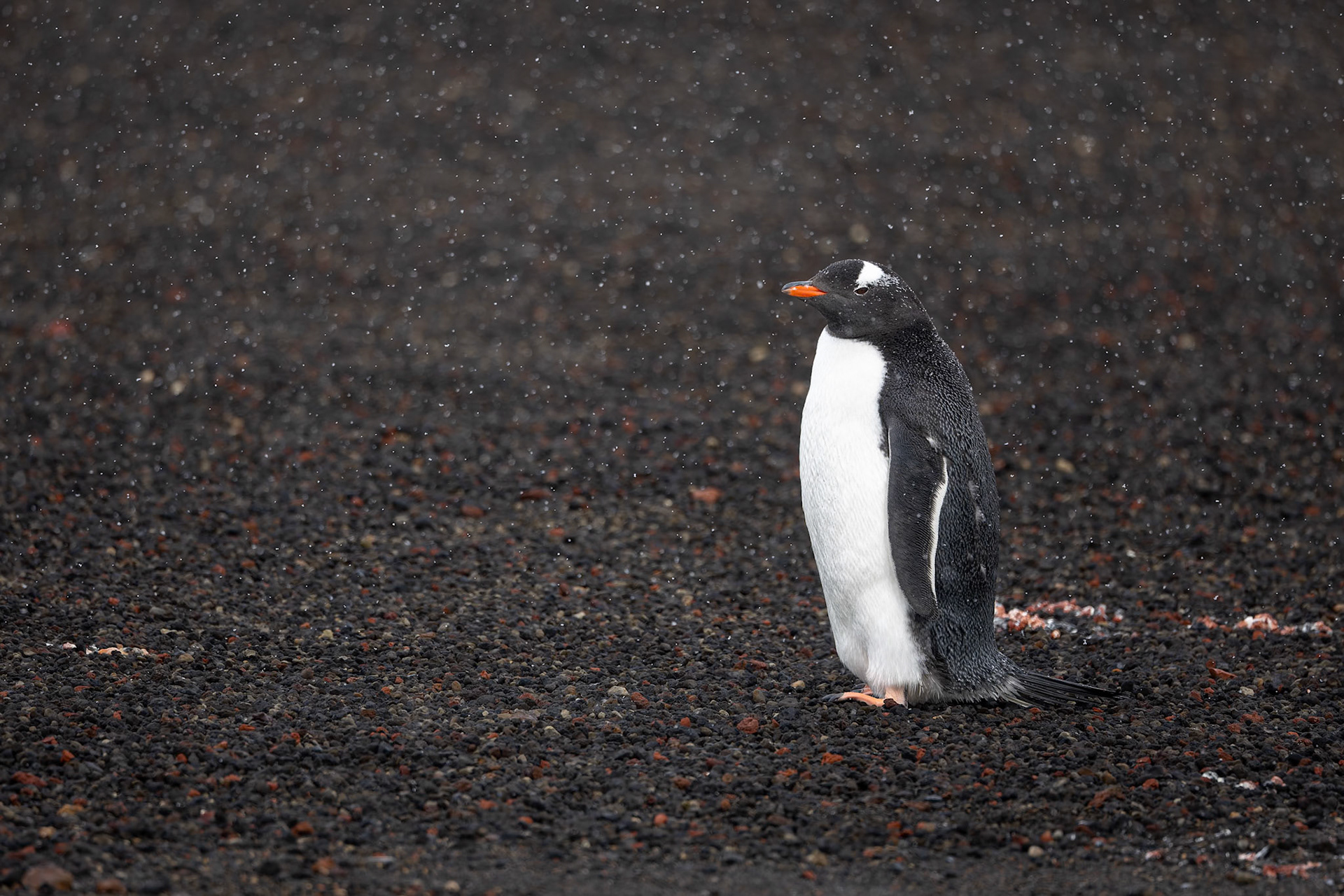 Gentoo penguin, Whaler's Bay, Deception Island