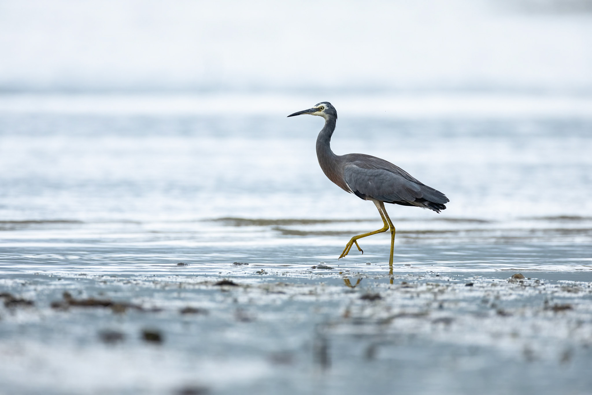 White-faced heron, Cairns, Queensland
