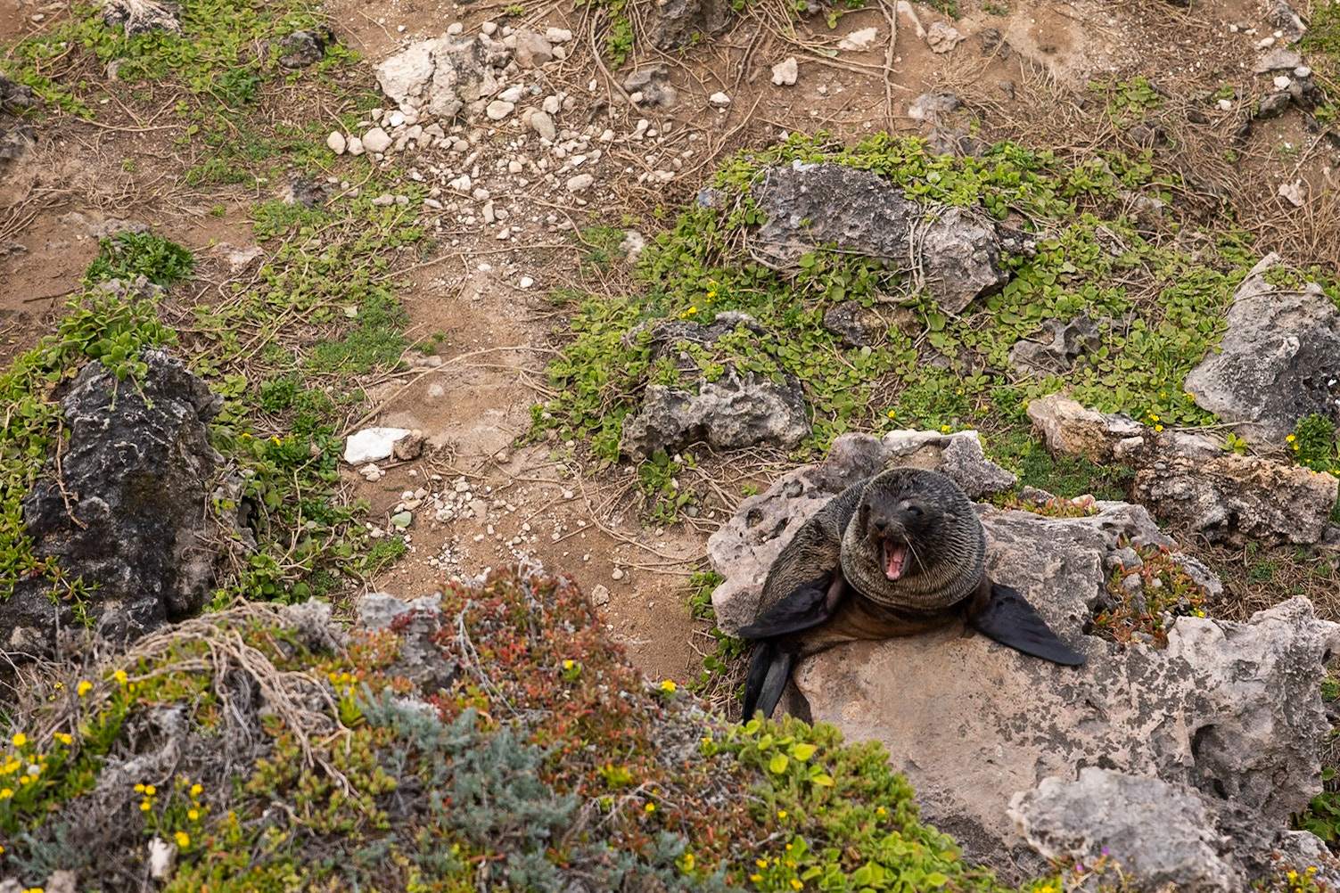 Kangaroo Island, South Australia