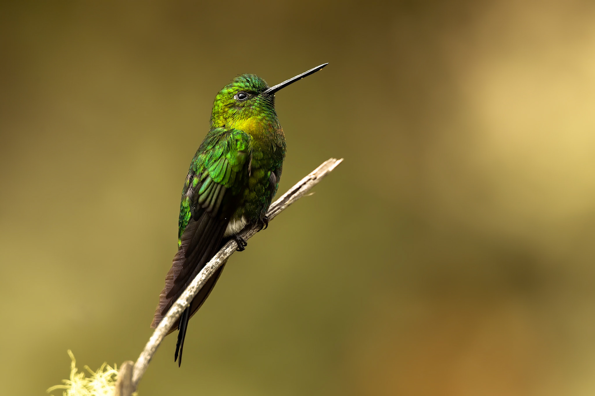 Golden-breasted puffleg, Terminales del Ruiz, Colombia
