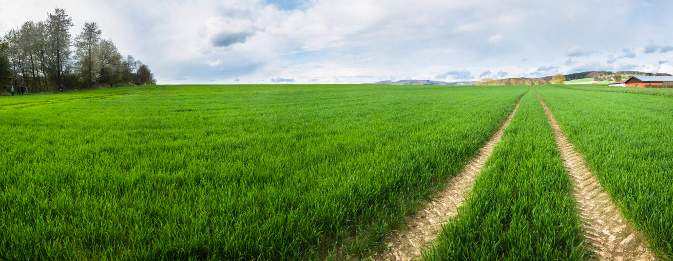 Das Hohe Feld, in an area Gemeinderhaus in Bega, now an open field on a hill that is no doubt the origin of our surname. Schimshon Bega (Samson ben Isaac) and his son Isaac ben Samson lived in Bega before moving to Lemgo and acquiring the surname Hochfeld.
