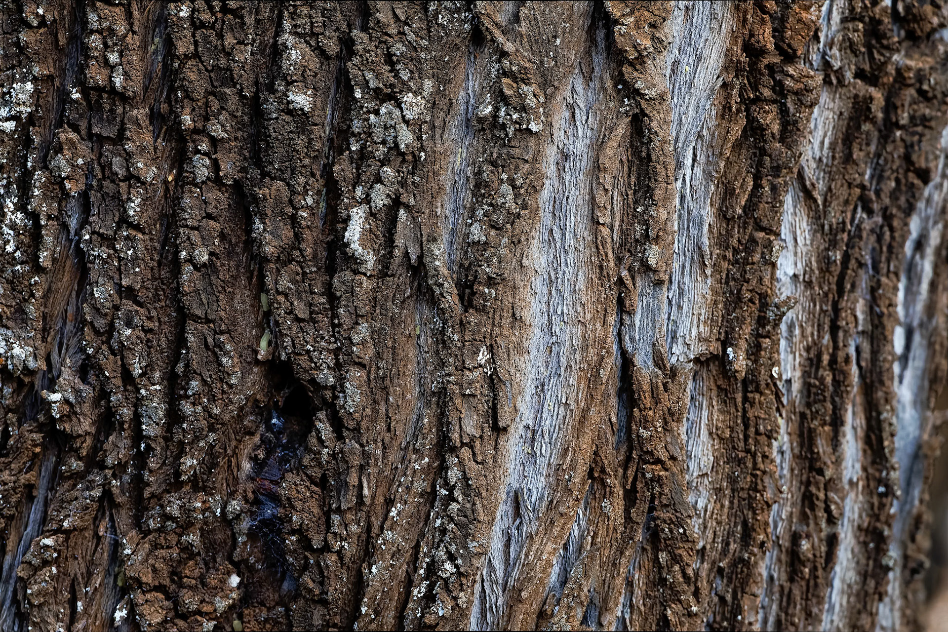 Landscape, Backyamma State Forest, Forbes, NSW, Australia