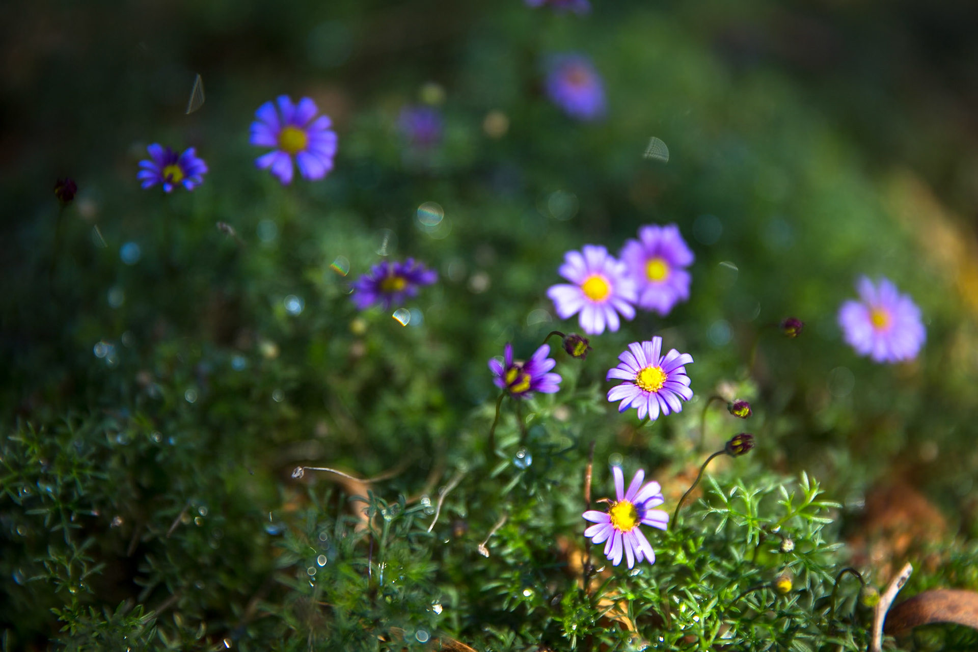 Blue Mountains Botanic Gardens, Mount Tomah