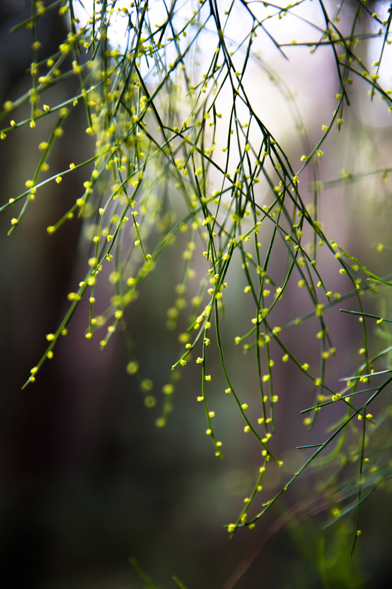 Started at the Scenic Railway and descended via Furber Steps to Federal Pass. Traversed Federal Pass past the lower station of Scenic Railway; through the landslide area; past the bottom of Golden Stairs as far as Ruined Castle.  Lunch on top Ruined Castle then completed a circuit around Ruined Castle back to Federal Pass.  Retraced our steps to Golden Stairs which we took up to Narrow Neck. Notes by Peter Watt.