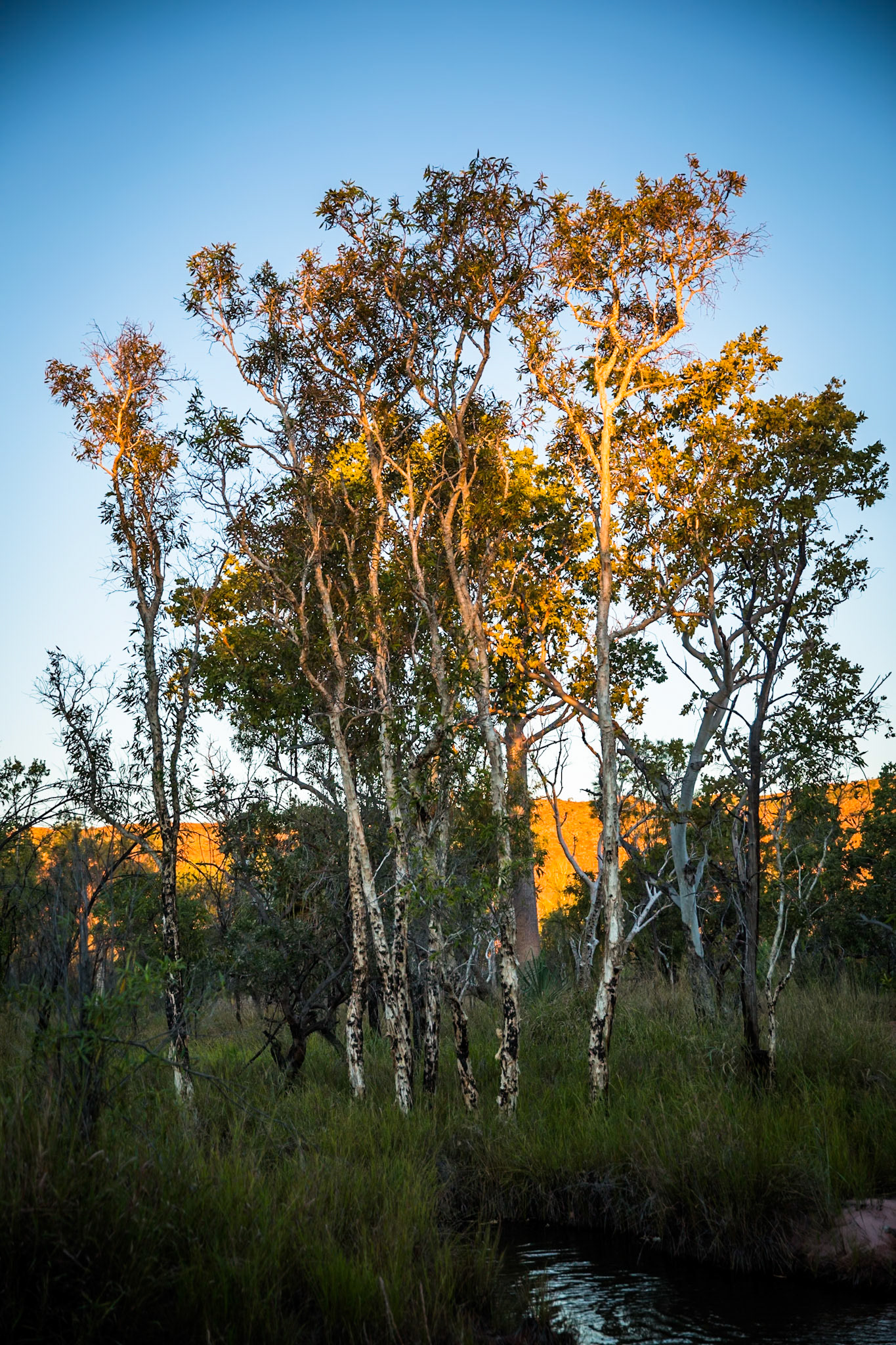 Near Moonshine gorge, El Questro Wilderness Park, The Kimberly, Western Australia