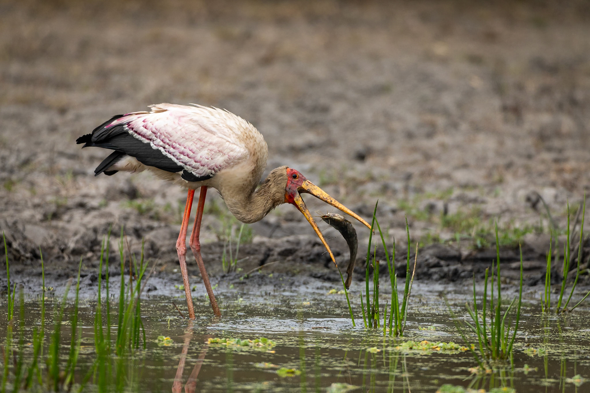 Yellow-billed stork, Gorongosa, Mozambique