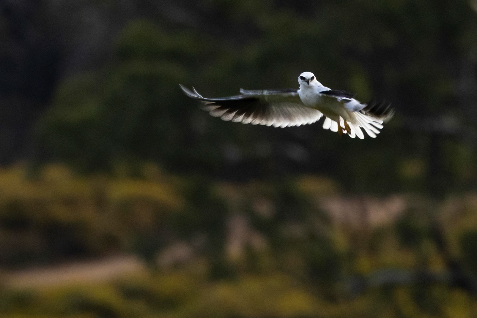 Black-shouldered kite, Turon Gates, New South Wales