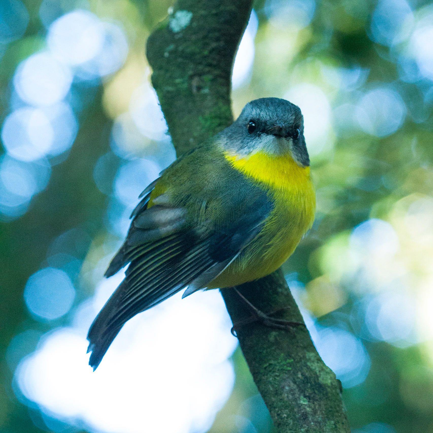 Lamington National Park, Queensland