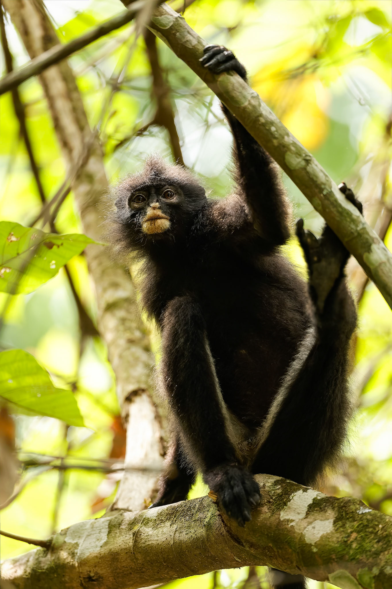 Robinson's banded langur, Khaeng Krackan National Park, Thailand