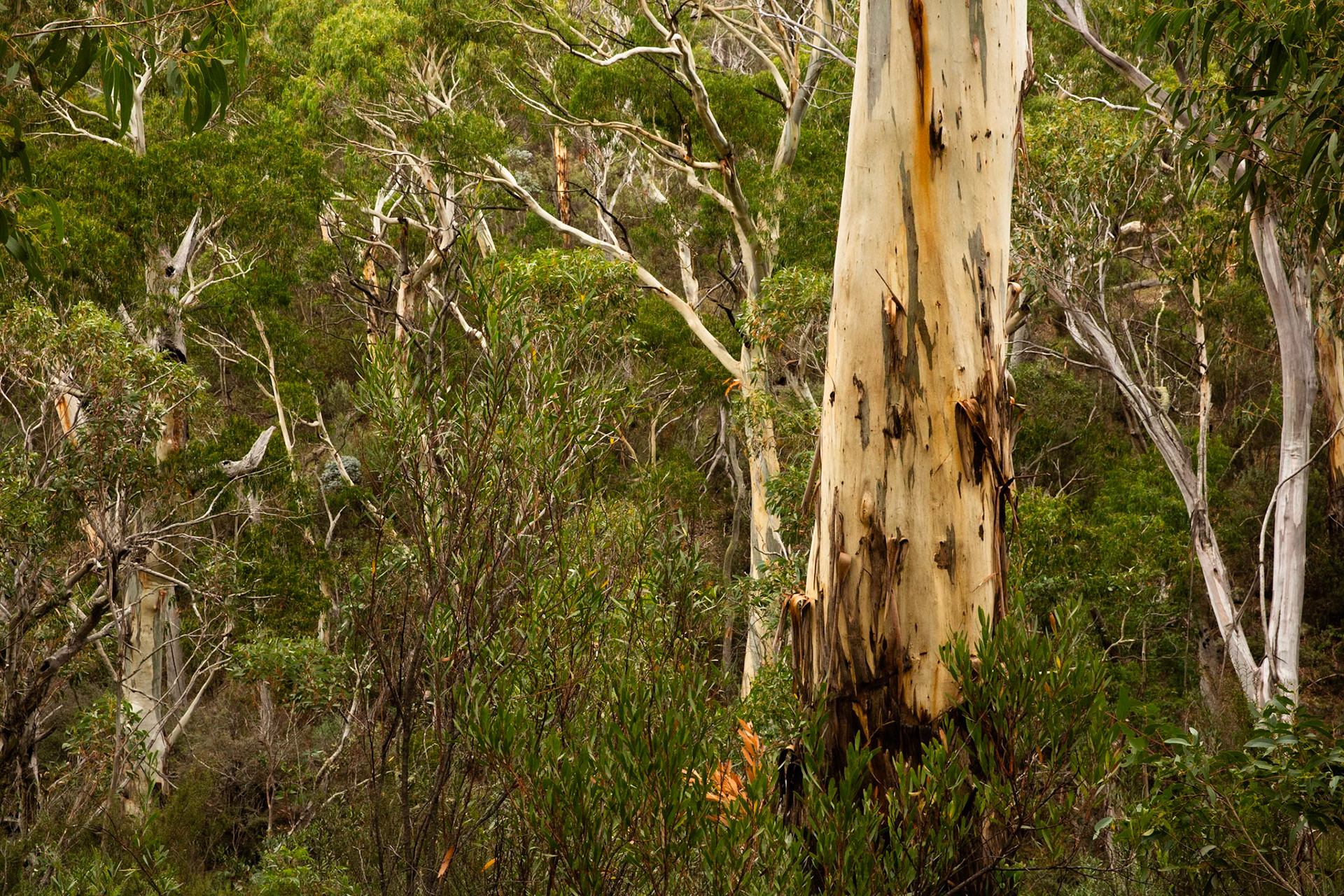 Sawpit creek track, Mount Kosciuszko National Park, Snowy Mountains, New South Wales