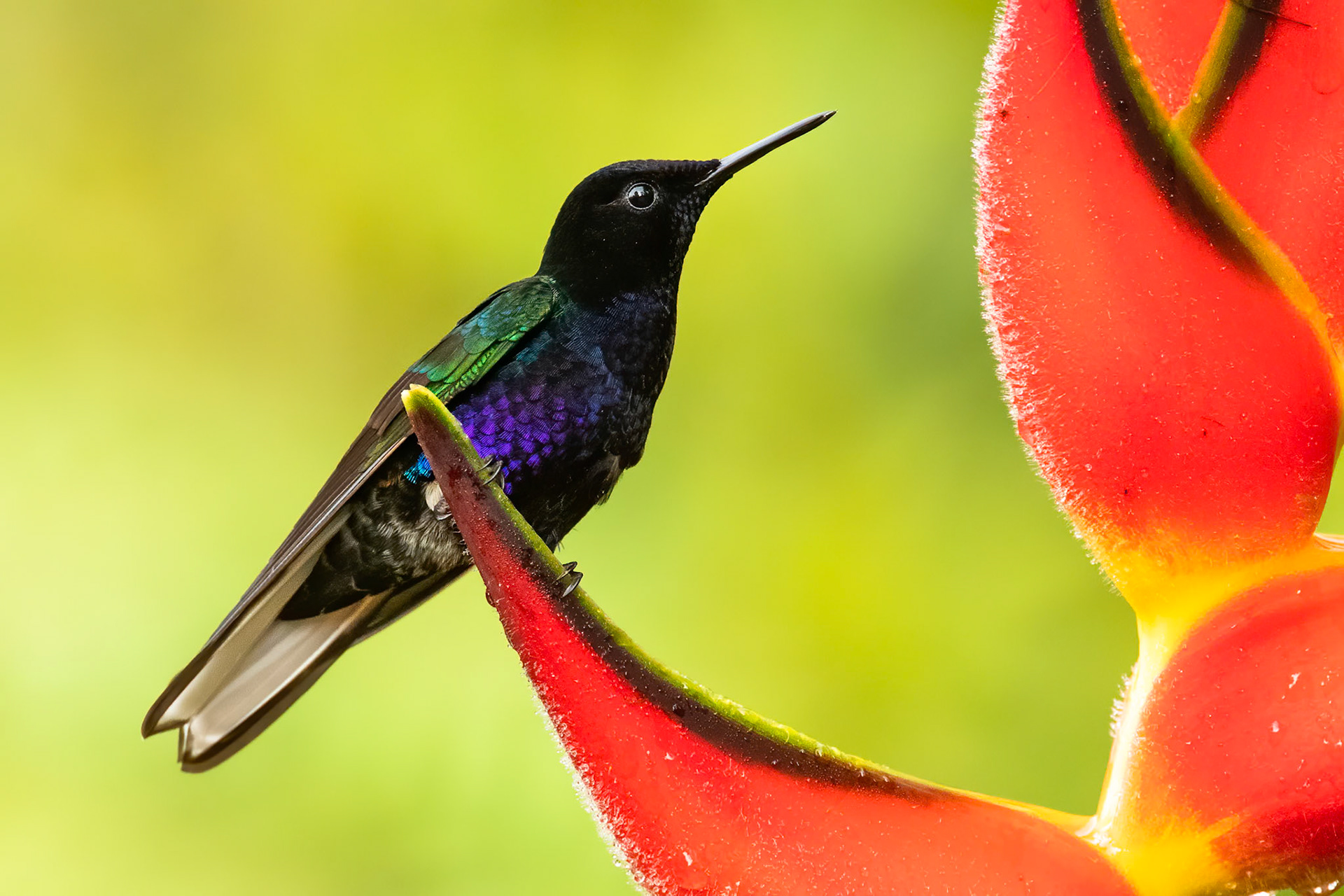 Velvet-purple coronet, Las Tangeras, Colombia