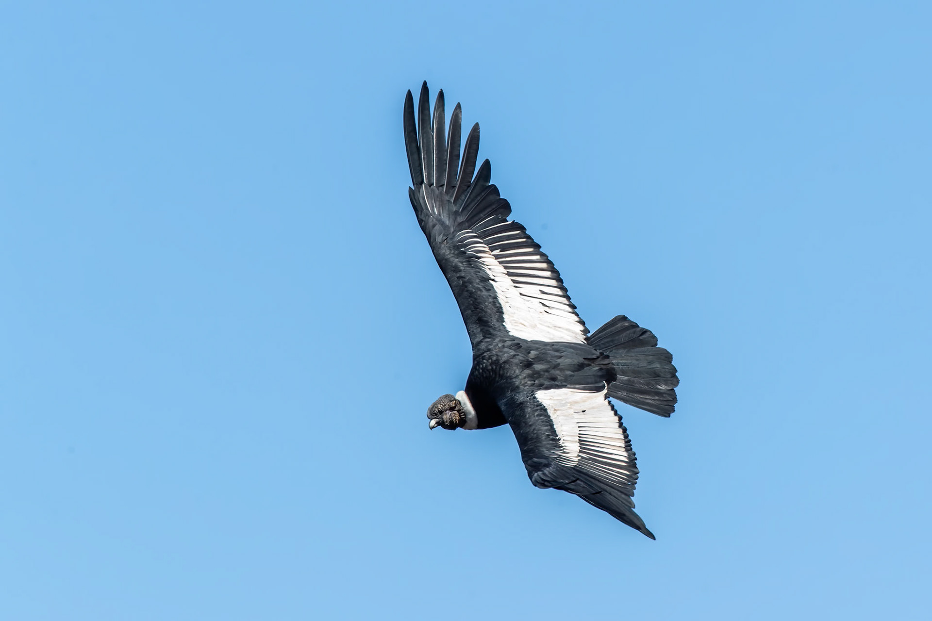 Andean condor, Santiago, Chilé