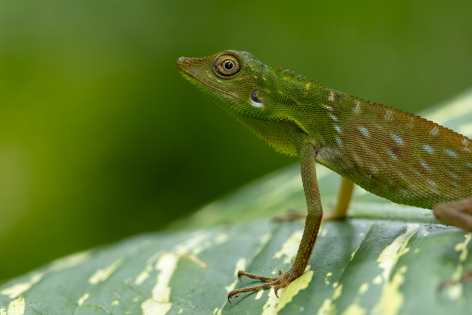 Borneo bloodsucker lizard, Sukau, Borneo
