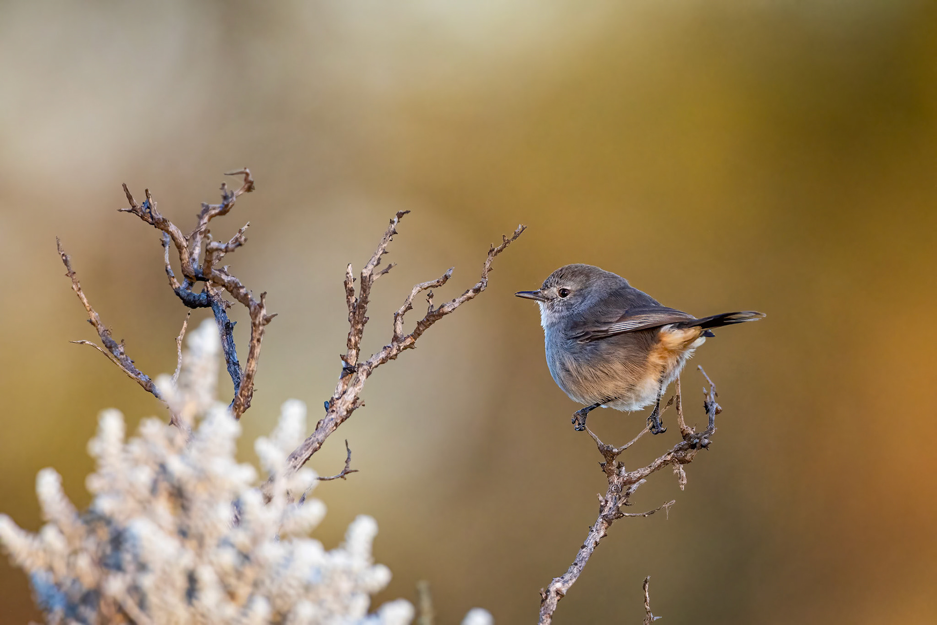 Redthroat, Port Augusta, South Australia