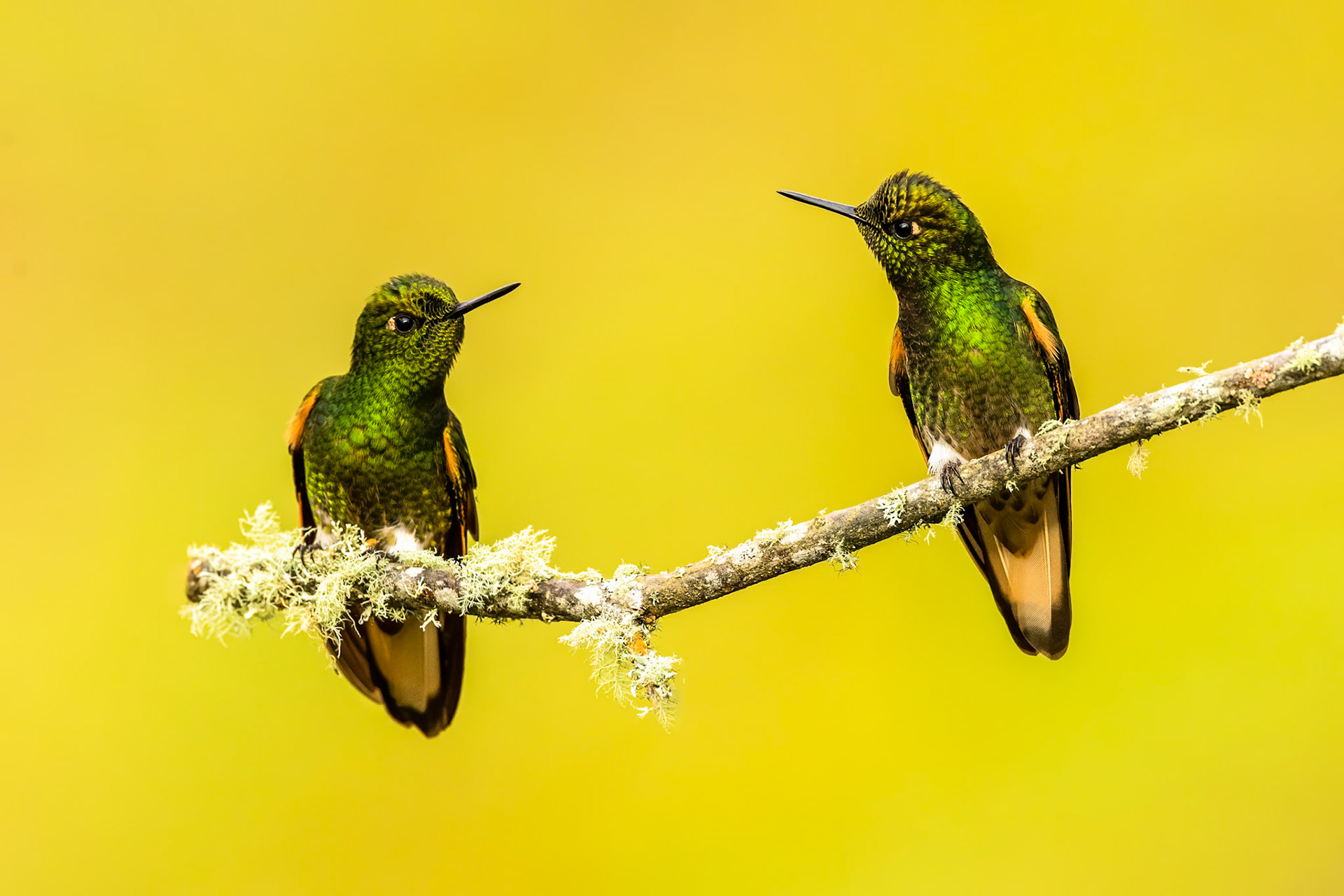 Buff-tailed coronet, Rio Blanco, Colombia