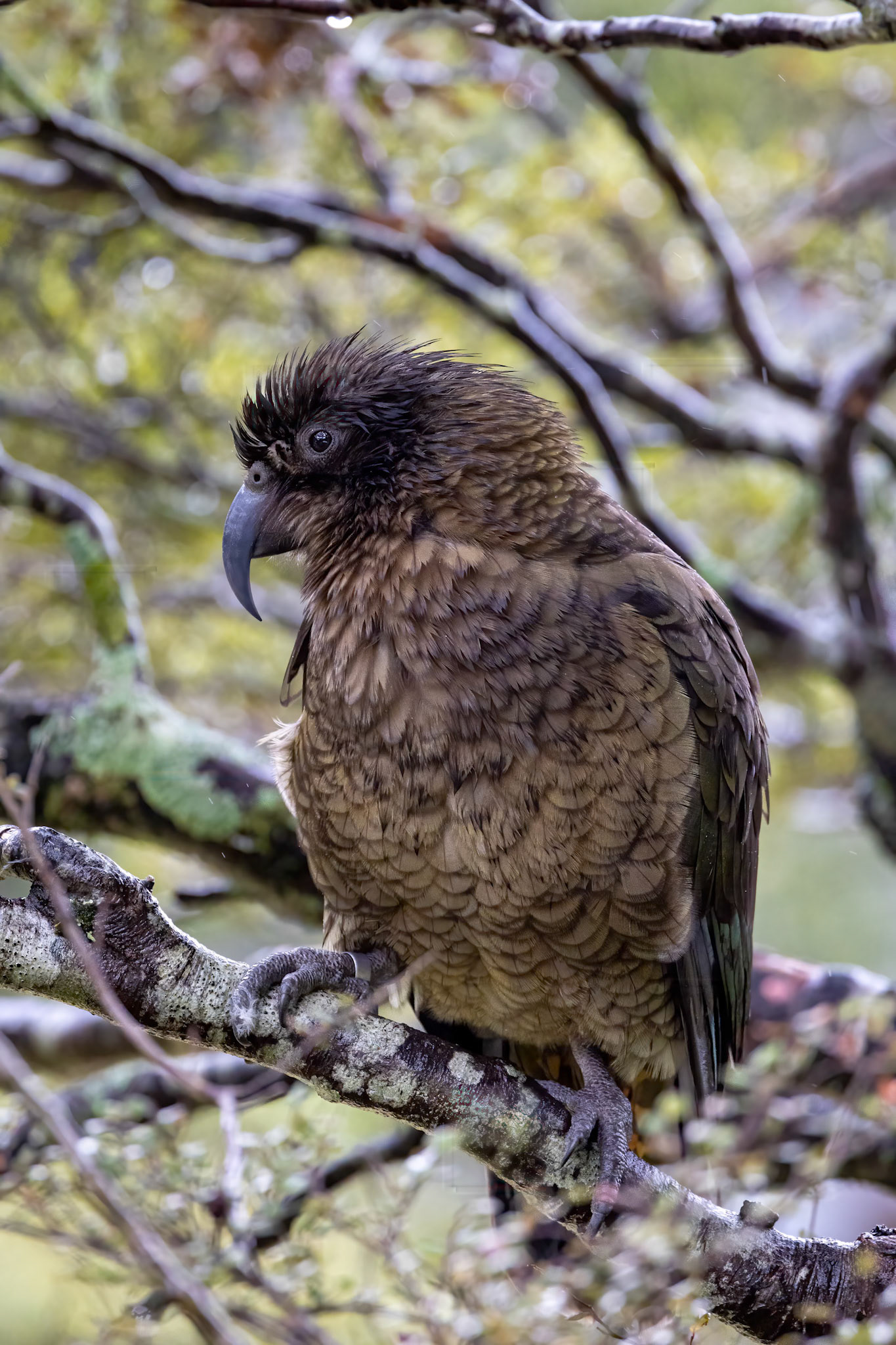 Kea, Arthur's Pass, New Zealand