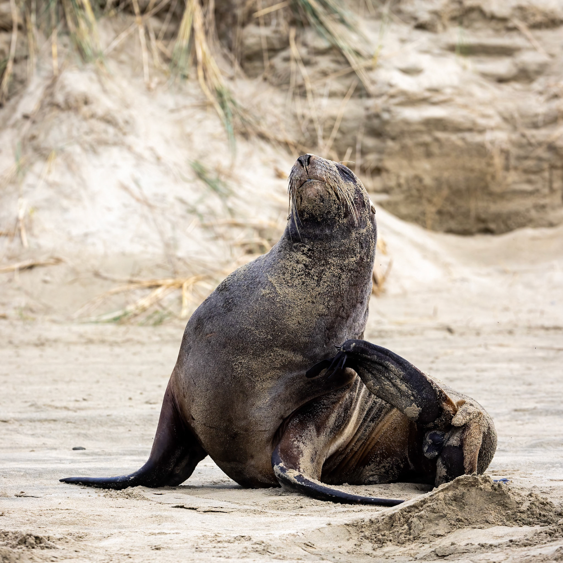 New Zealand sea lion, between Dunedin and Invercargill, New Zealand