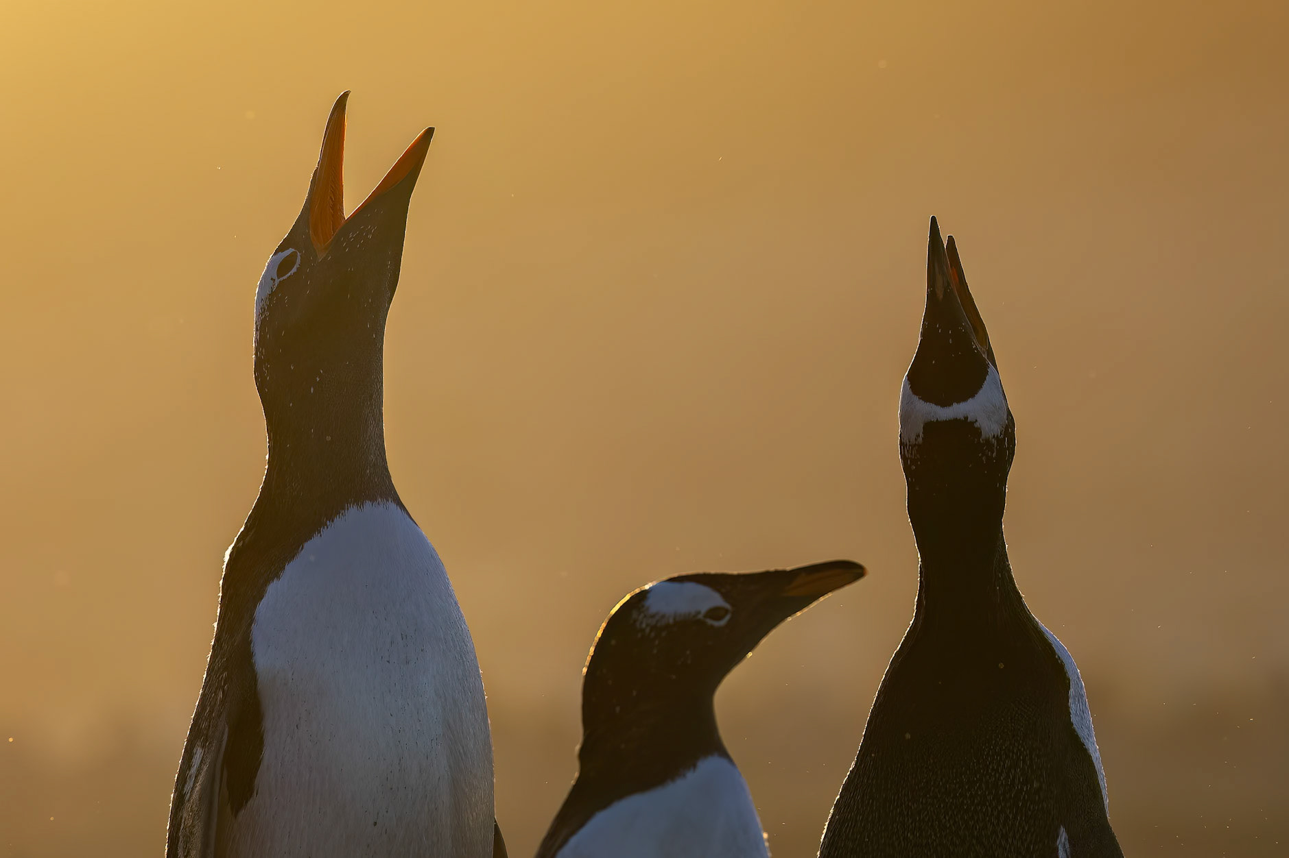 Gentoo penguin, The Neck, Saunders Island, Falkland Islands