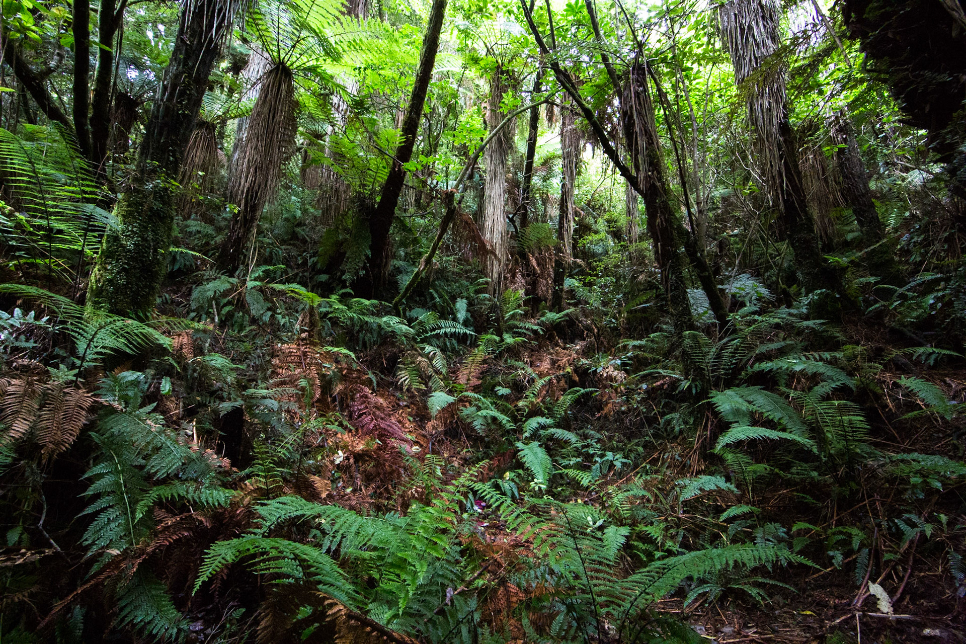 Rotopounamu lake, Tongariro, New Zealand
