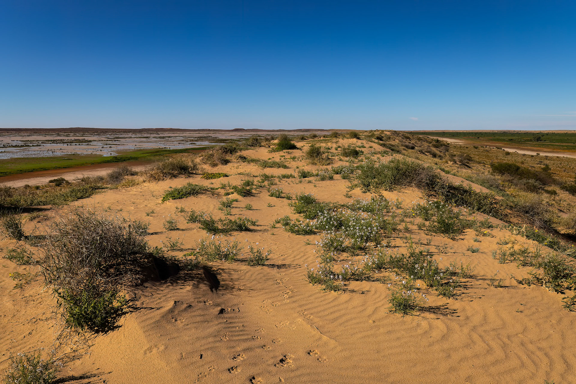 Landscape, Birdsville, Queensland, Australia
