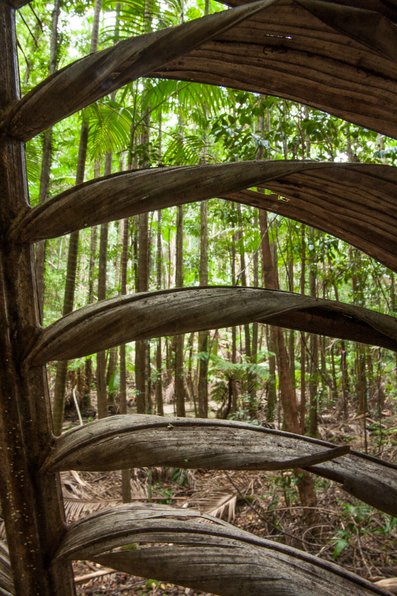 Intermediate forest at Central Station, Fraser Island, Queensland
