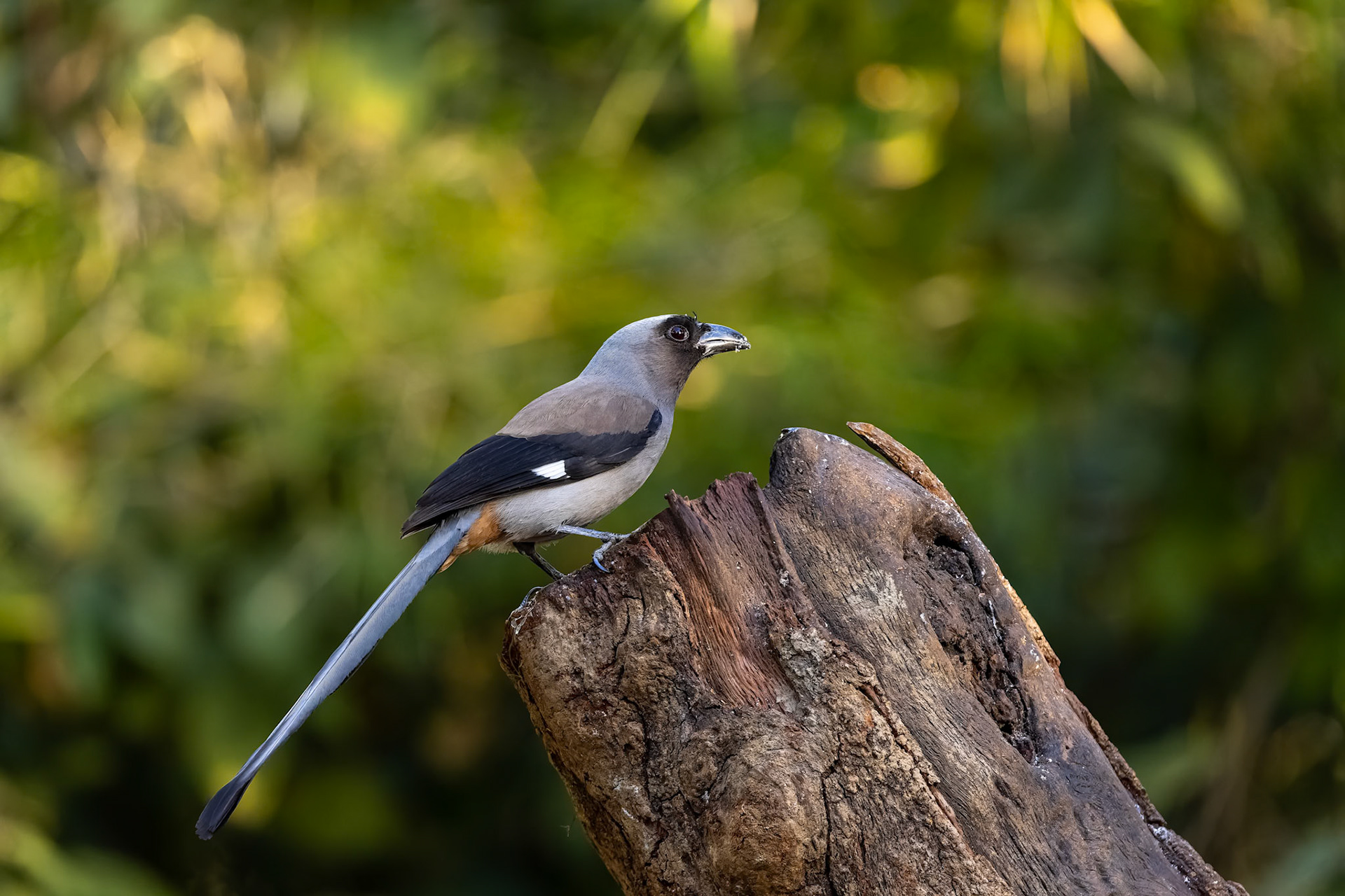Grey treepie, Bird's Den, Corbett Tiger Reserve, India