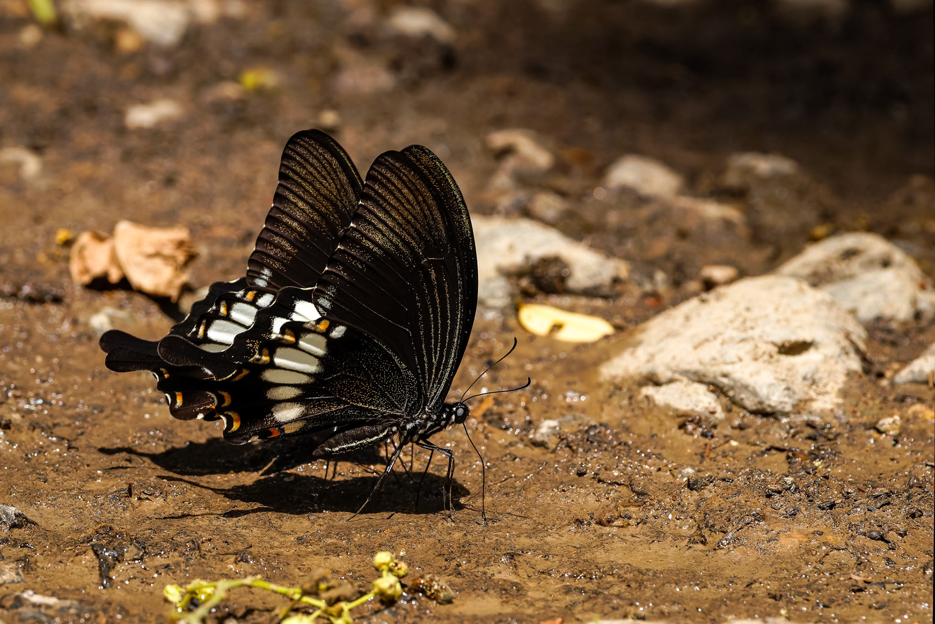Butterflies, Khaeng Krackan National Park, Thailand