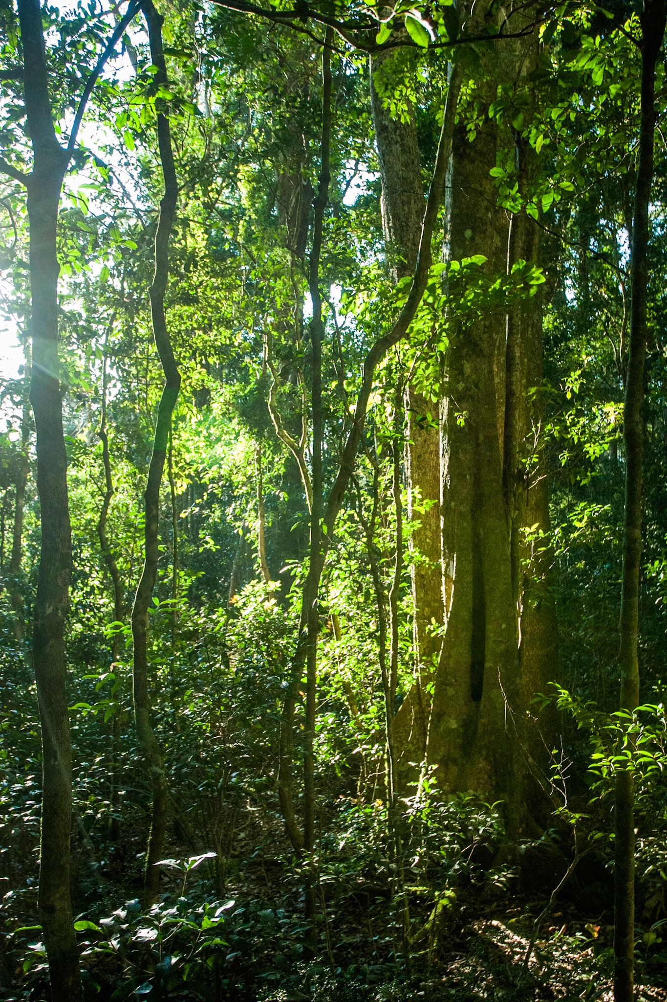 Lamington National Park, Queensland