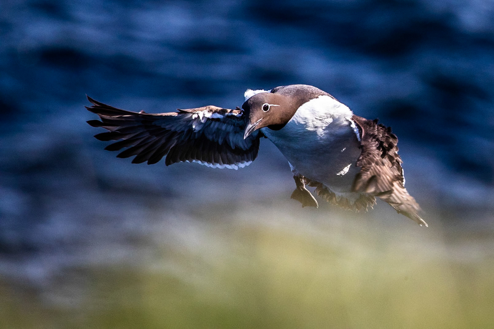 Common guillemot, Grímsey Island, Iceland