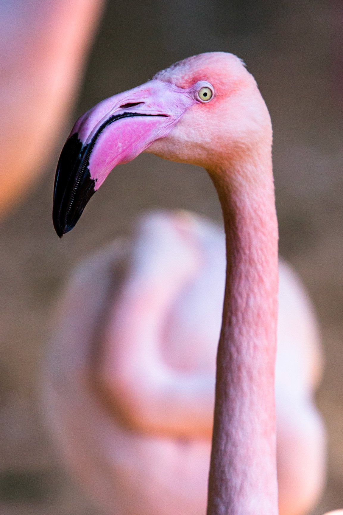 Chilean flamingo, Iguassu bird park, Brazil
