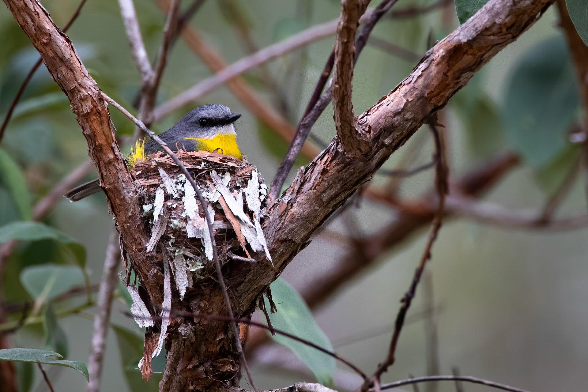 Eastern yellow robin, Atherton tablelands, Queensland, Australia