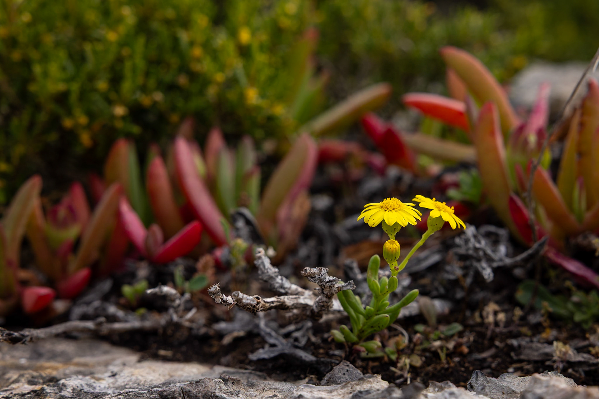 Kangaroo Island, South Australia